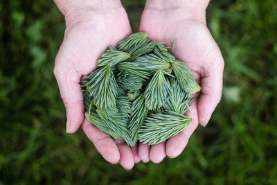 Benefits of Pine Needle Tea & Potassium Iodide: Bio Nutrition